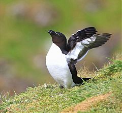 Razorbill